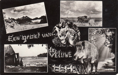 VELUWE - Meerluik een groet van de Veluwe