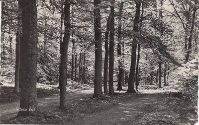 EDE - Edese Bos