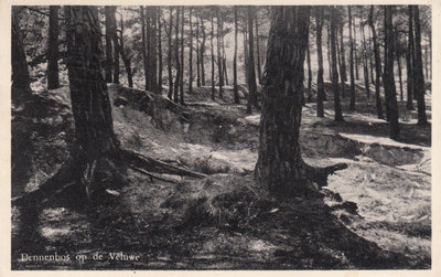VELUWE - Dennebos op de Veluwe