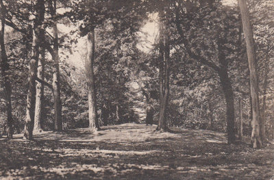 DIEREN - Carolinaberg