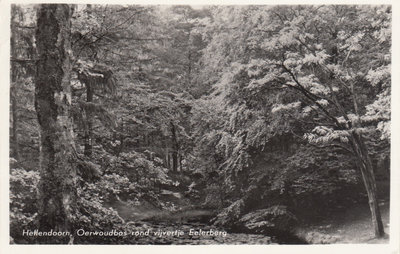 HELLENDOORN - Oerwoudbos rond vijvertje Eelerberg