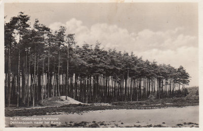 HULSHORST - N. J.V. Ledenkamp, Dennenbosch naast het Kamp