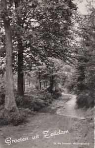 ZEDDAM - In de Bossen Montferland