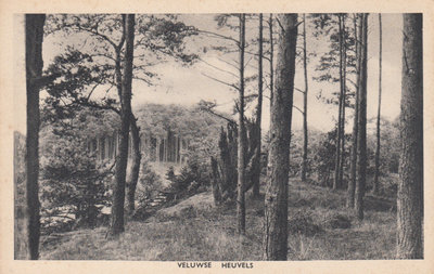 VELUWE - Veluwse Heuvels