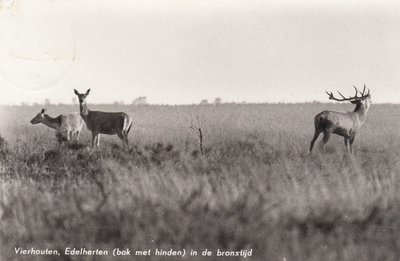 VIERHOUTEN - Edelherten (bok met hinden) in de bronstijd