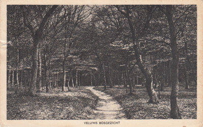 VELUWE - Veluws Bosgezicht