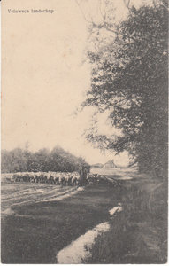 VELUWE - Veluws Landschap