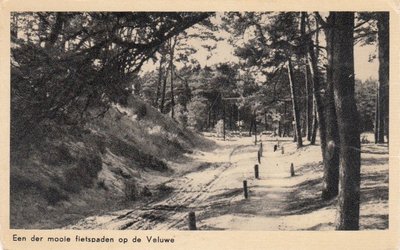 VELUWE - Een der mooie Fietspaden op de Veluwe