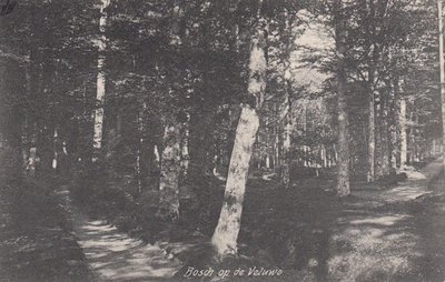 VELUWE - Bosch op de Veluwe