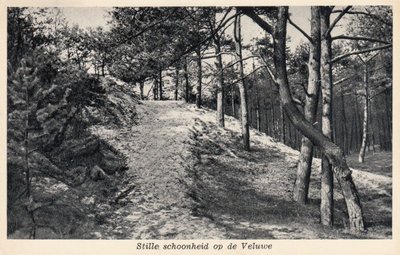 VELUWE - Stille Schoonheid op de Veluwe