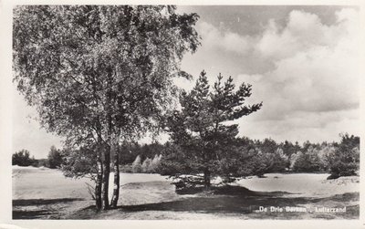 LUTTERZAND - De Drie Berken