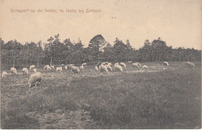 HALLE - Schapen op de Heide te Halle bij Zelhem