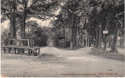 HILVERSUM - Wilhelminaboom in Spanderwoud