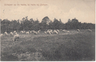 HALLE - Schapen op de Heide te Halle bij Zelhem