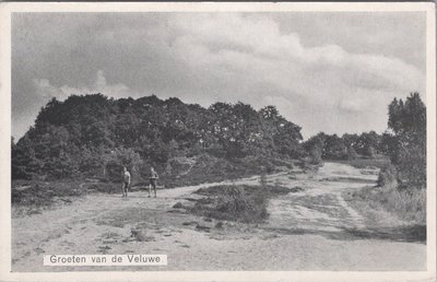 VELUWE - Boschgezicht