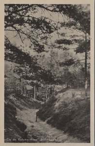 VELUWE - Fraai Boschpad
