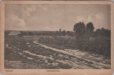 VELUWE - Heidelandschap