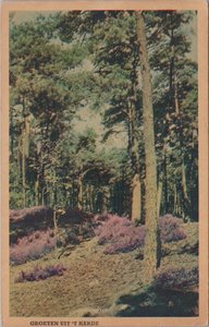 T HARDE - Bosgezicht groeten uit 't Harde