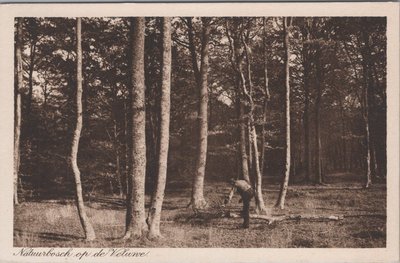 VELUWE - Natuurbosch op de Veluwe