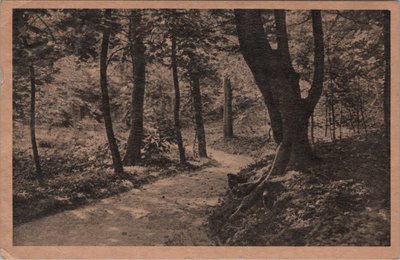 DOORN - Kaapsebos