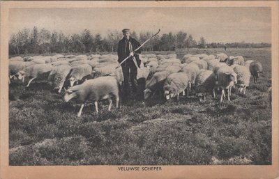 VELUWE - Veluwsche Scheper