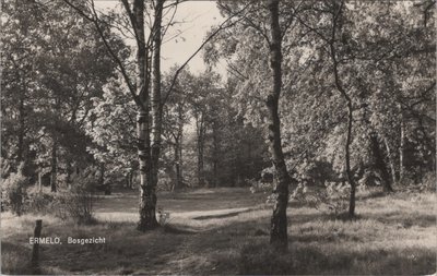 ERMELO - Bosgezicht