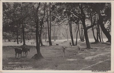 HULSHORST - Herten op de Veluwe