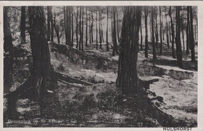 HULSHORST - Dennenbos op de Veluwe