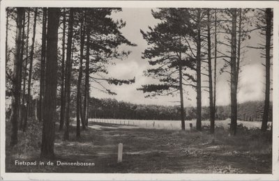 ONBEKEND - Fietspad in de Dennenbossen