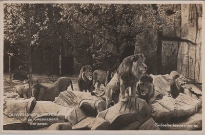 RHENEN - Ouwehand's Dierenpark Gedeelte Leeuwenterras