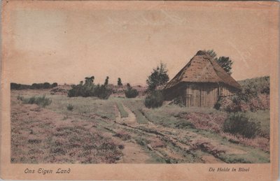 VELUWE - De Heide in Bloei