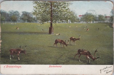 S GRAVENHAGE - Hertenkamp