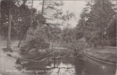 ZEIST - Schuine boom in 't Zeister Bosch
