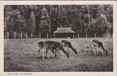 OISTERWIJK - Hertenkamp