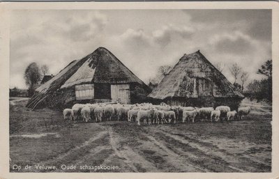 VELUWE - Op de Veluwe. Oude Schaapskooien