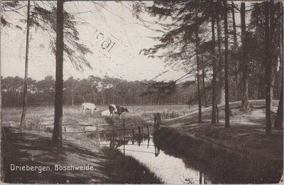 DRIEBERGEN - Boschweide