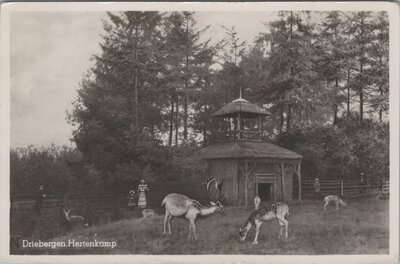 DRIEBERGEN - Hertenkamp