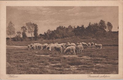 VELUWE - Grazende schapen