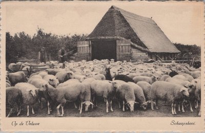 VELUWE - Schaapskooi