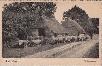 VELUWE - Schaapskooi