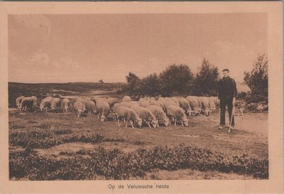 VELUWE - Op de Veluwsche heide