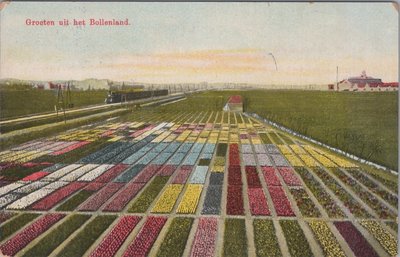 NEDERLAND - Groeten uit het Bollenland