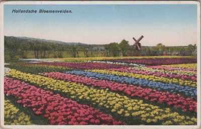 NEDERLAND - Hollandsche Bloemenvelden