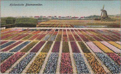 NEDERLAND - Hollandsche Bloemenvelden