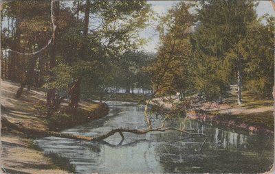 ZEIST - Schuine boom in 't Bosch