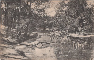 ZEIST - Schuineboom in t'Bosch