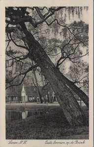 LAREN N.H. - Oude boomen op de Brink