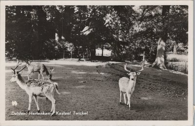 DELDEN - Hertenkamp Kasteel Twickel