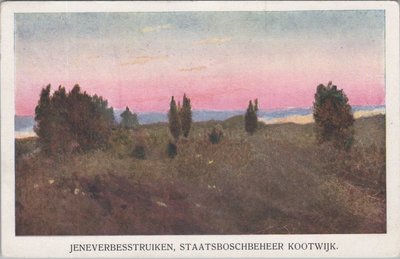 KOOTWIJK - Jeneverbesstruiken, Staatsboschbeheer Kootwijk