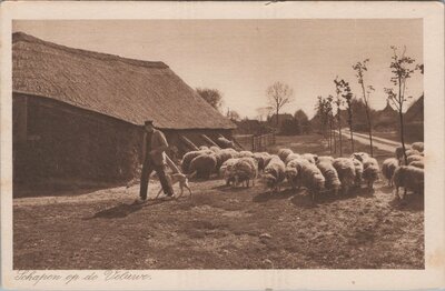 VELUWE - Schapen op de Veluwe